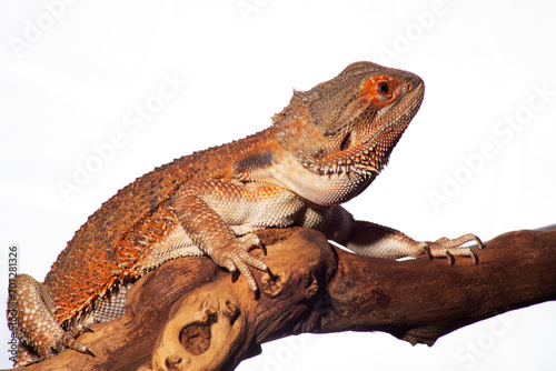 A bearded dragon, resplendent in red hues, sits contentedly perched on a branch against a plain white background. © Lee