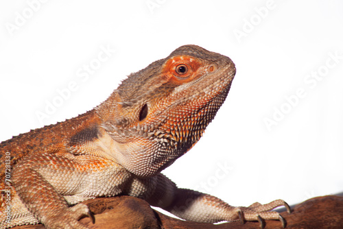 A bearded dragon, resplendent in red hues, sits contentedly perched on a branch against a plain white background.