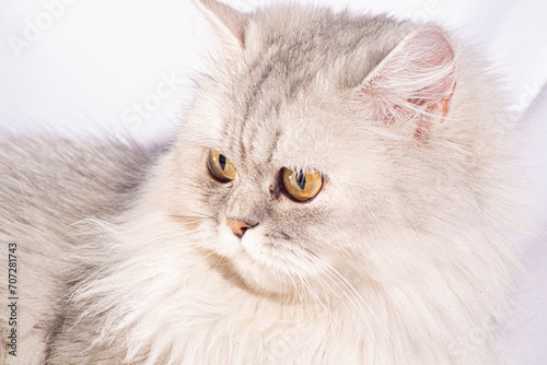 This beautiful Persian kitten exudes elegance with its delicate features and a stunning coat of white fluffy fur. The golden, wide eyes speak of... © Lee