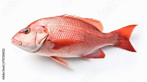 Whole fresh red snapper isolated on white background