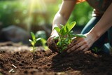 Woman planting green seedling in soil