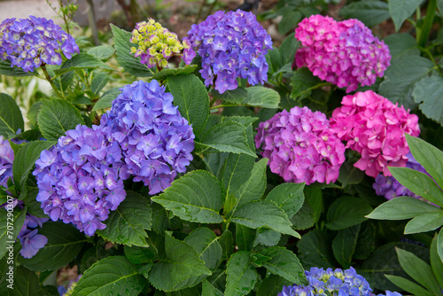 Beautiful purple hydrangea flowers in the garden