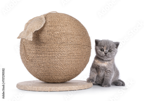 Cute little British Shorthair cat kitten, sitting beside huge sisal rope draped scratching ball toy. Looking to camera. Isolated on a white background.