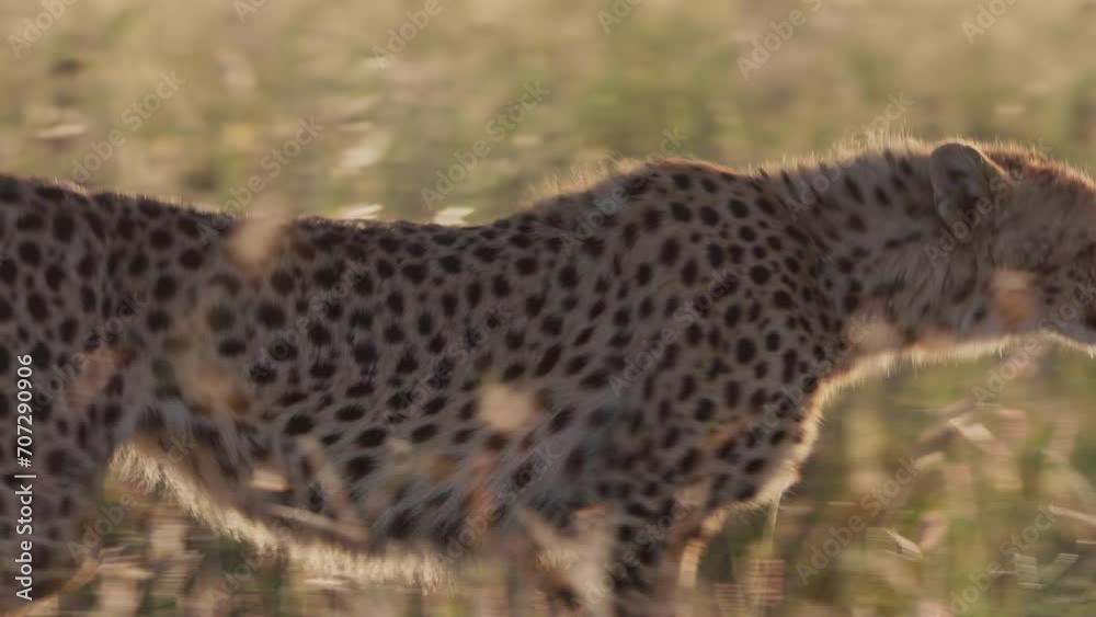 Wide pan shot of a cheetah (Acinonyx jubatus) walking through grass during the afternoon in Kenya. Wide pan shot of a cheetah (Acinonyx jubatus) walking through grass during the afternoon in Kenya.
