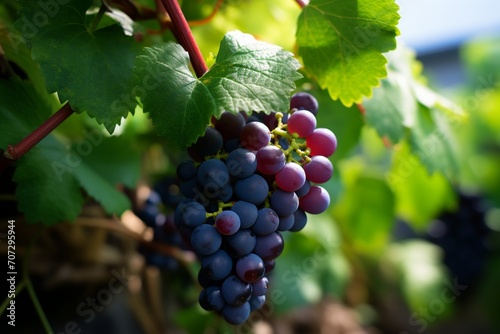Discuss the ideal growing conditions for grapes on a tree and how they contribute to the fruit's quality.