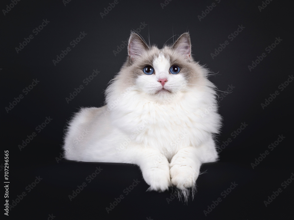 Beautiful young adult blue bicolor Ragdoll cat, laying down facing front on edge. Looking to camera with mesmerizing blue eyes. Isolated on a black background.