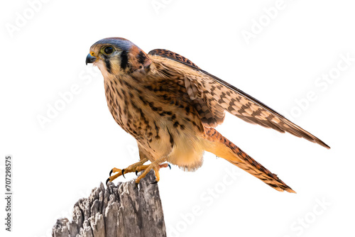 American Kestrel (Falco sparverius) High Resolution Photo, Landing on a Transparent PNG Background