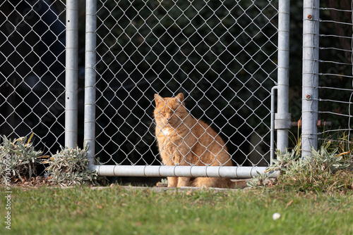 tiger domestic cat, yellow orange, sits behind garden fence door and wants to go out to discover the world, closed eyes, green meadow in the foreground, no people during the day