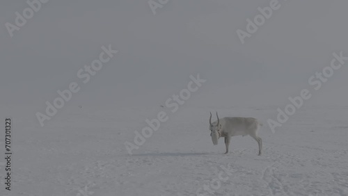 Saiga in winter during the rut. A male of Saiga antelope or Saiga tatarica walk in snow - covered steppe in winter. Walking with wild animals. Slow motion video, 10 bit ungraded D-LOG photo