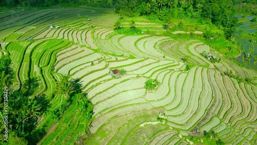 Aerial view on Beautiful green rice terraces in the morning light. photo