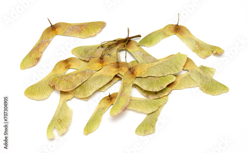 Maple seeds on a white background.