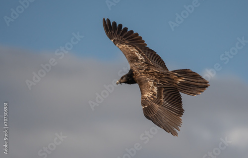 young bearded vulture in flight over the pyrenees mountains 