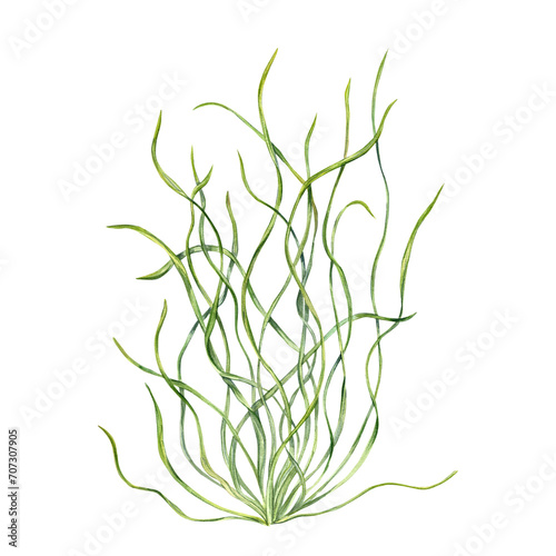 Sea grass. Aquarium plant. Algae, seaweed. Underwater kelp. Green herb. Long leaves. Watercolor illustration. For shop design , print, card or book or logo photo