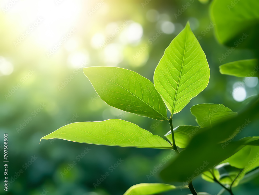 Obraz premium The vibrant green leaves in the summer garden create a natural backdrop