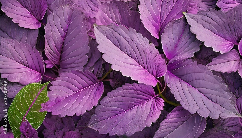 closeup nature view of purple leaves background abstract leaf texture