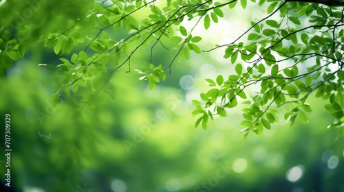 Lush green beech tree leaves thrive in the forest on a sunny day