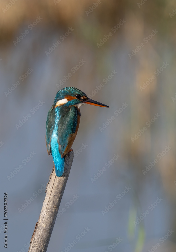 Fototapeta premium the kingfisher on the branch ready to fish 