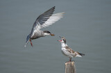 whiskered tern feeding her young chick 