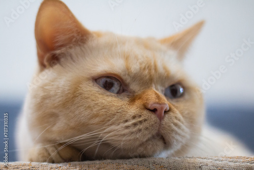 Fototapeta Naklejka Na Ścianę i Meble -  beautiful cat posing for a photo
