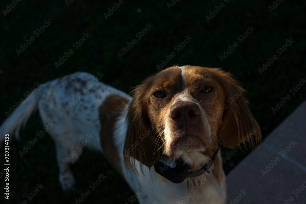 Brittany spaniel dog in yard, looking at the camera
