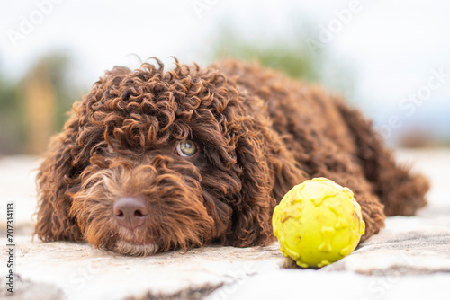 Spanish Water Dog lies next to a vibrant tennis ball on a textured stone surface, looking relaxed and content with a soft focus blurred background photo