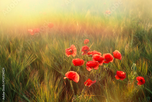 Red poppies bloom amidst golden wheat under a radiant morning light, creating a warm, inviting natural landscape photo