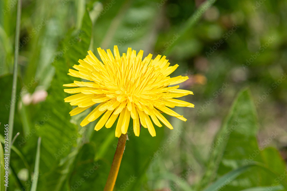 Close up of yellow dandelion flower with green background Close up of yellow dandelion flower with green background