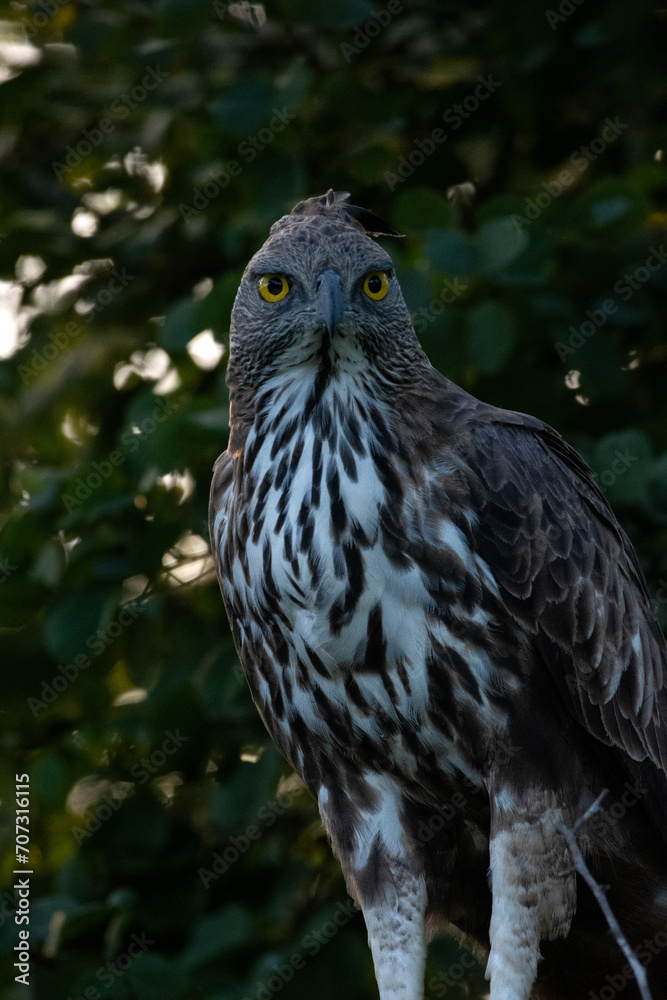 an eagle standing on top of a wooden post next to trees an eagle standing on top of a wooden post next to trees