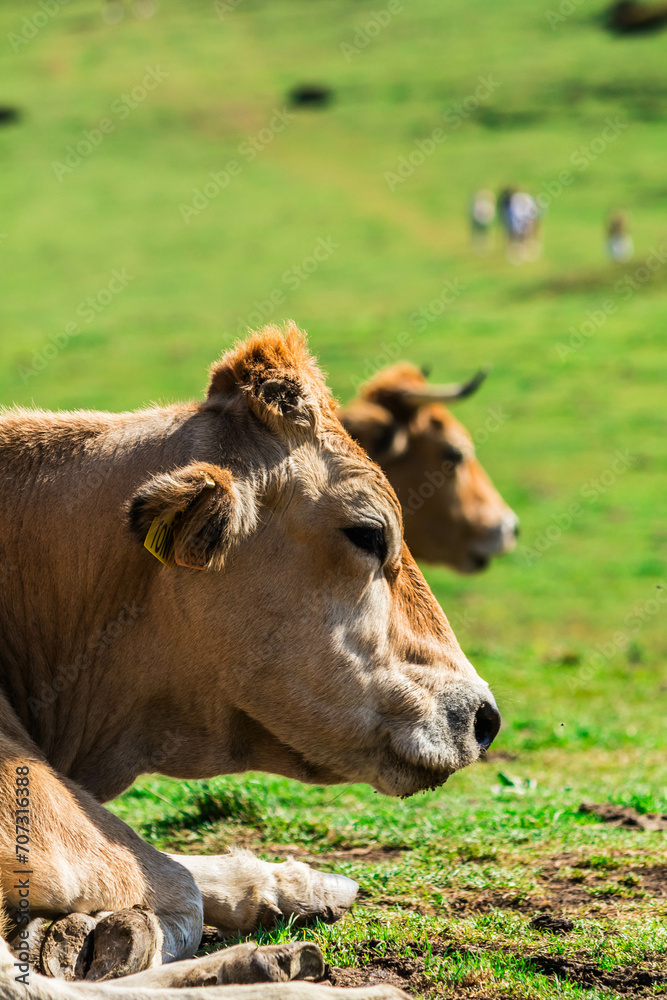 Vaca asturiana en prado