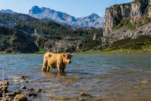 Vaca en lago photo