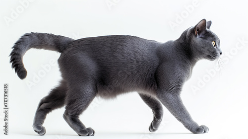Gato russo de lado isolado no fundo branco  photo