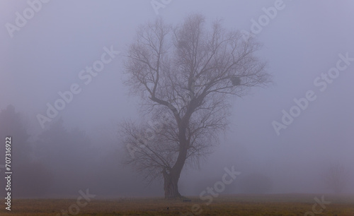 misty morning in the forest, tree in fog