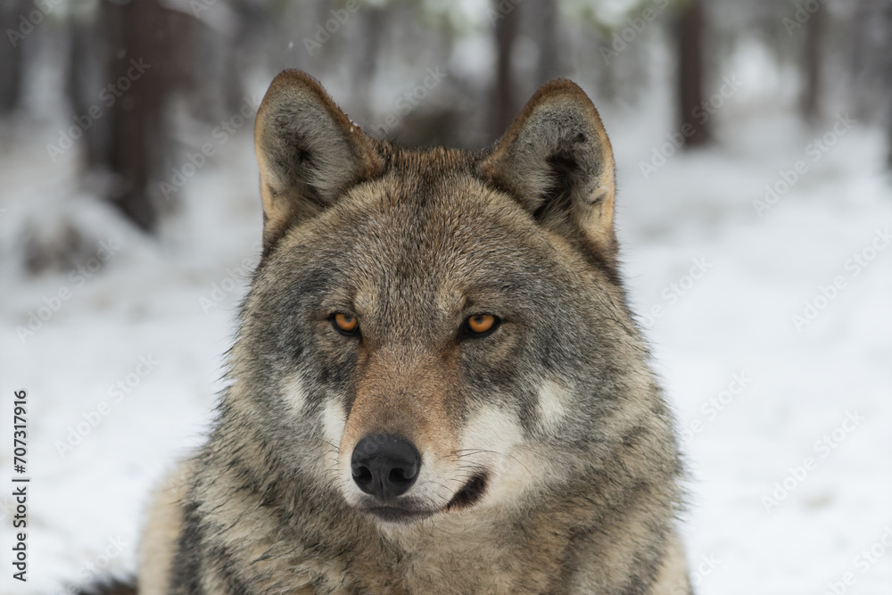 portrait of a she-wolf against the backdrop of a winter forest