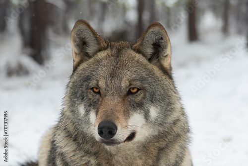 portrait of a she-wolf against the backdrop of a winter forest