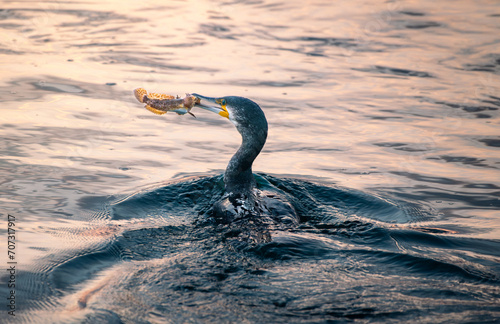 Corvo marinho com peixe no bico photo