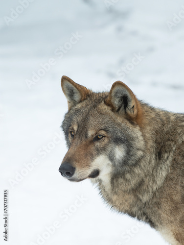 portrait of a Gray wolf against a background of snow