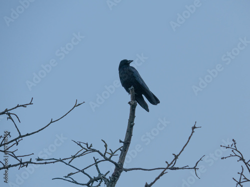 Krähen auf einem Baum © focus finder