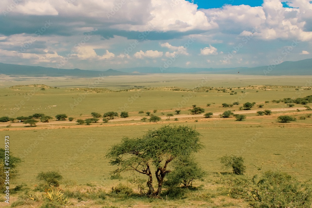 View of trees in the savannah grassland landscapes of Mount Ol Doinyo Lengai in Ngorongoro Conservation in Tanzania