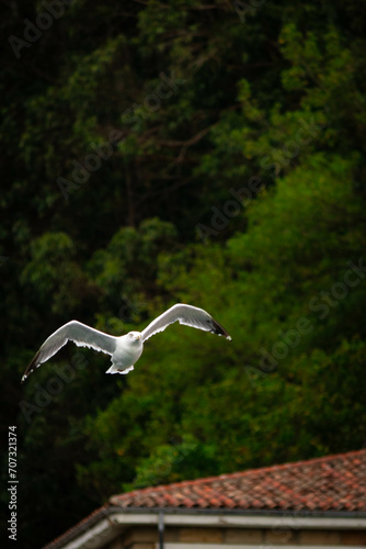Gaviota volando