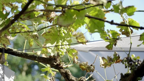 	Green wine grapes on grape vine