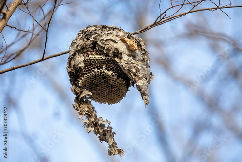 Wasp Nest Hanging in Tree on Blue Sky