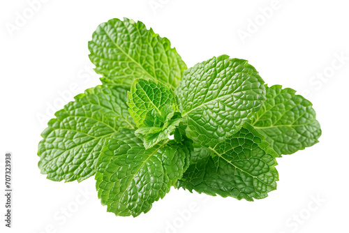 Mint leaves png isolated on white or transparent background, hd green menthol leaf cut out