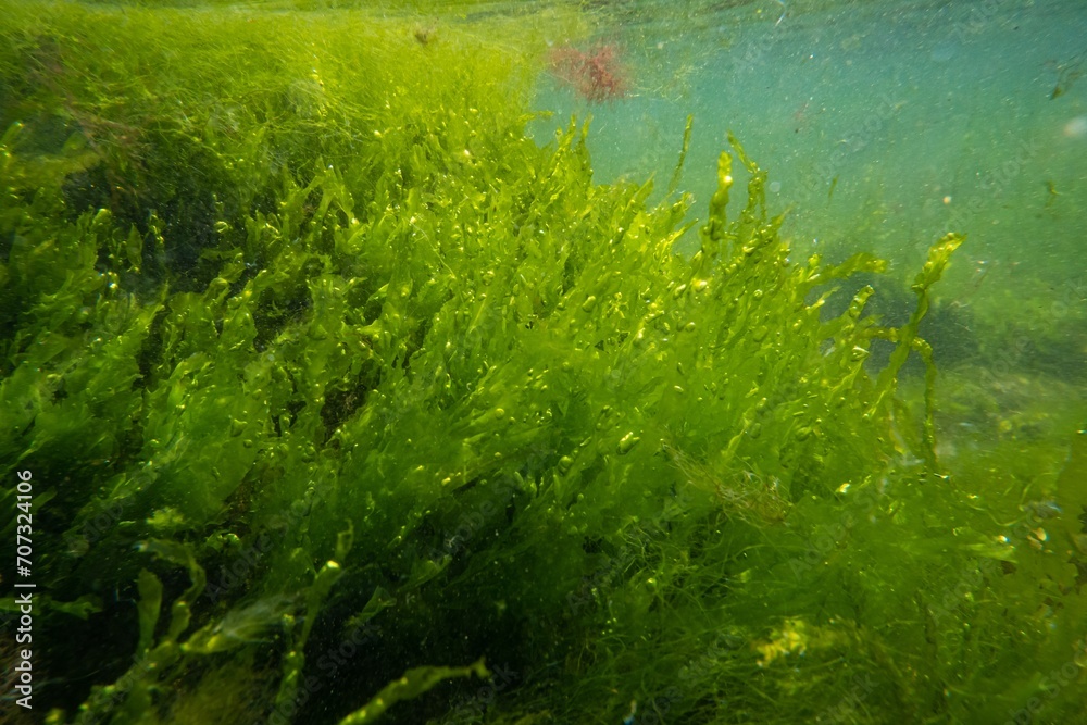 ulva green algae air bubble in low salinity Black sea biotope, coquina stone littoral zone underwater snorkel, oxygen rich clear water reflection, torn algal mess in laminar flow, sunny summertime ulva green algae air bubble in low salinity Black sea biotope, coquina stone littoral zone underwater snorkel, oxygen rich clear water reflection, torn algal mess in laminar flow, sunny summertime