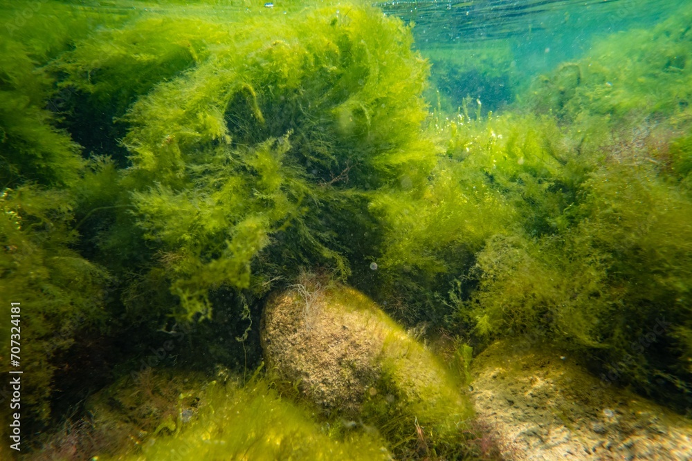 Bryopsis, Ulva, cladophora green algae in laminar flow, low salinity Black sea biotope aquascape, coquina stone littoral zone snorkel, water surface reflection, torn algal mess, sunny weather