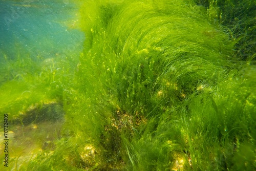ulva green algae oxygenate on coquina stone, littoral zone underwater snorkel, oxygen rich clear water reflection, laminar flow, low salinity Black sea biotope, sunny summertime, healthy ecology