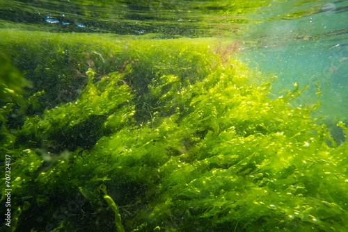 Ulva, cladophora green algae in low salinity Black sea biotope, coquina stone littoral zone snorkel, oxygen rich water surface reflection, torn algal mess move in laminar flow, sunny summertime