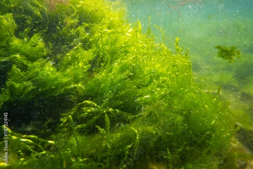 Ulva  cladophora lush green algae grow in low salinity Black sea biotope  coquina stone littoral zone snorkel  oxygen rich water surface reflection  torn algal mess in laminar flow  sunny weather