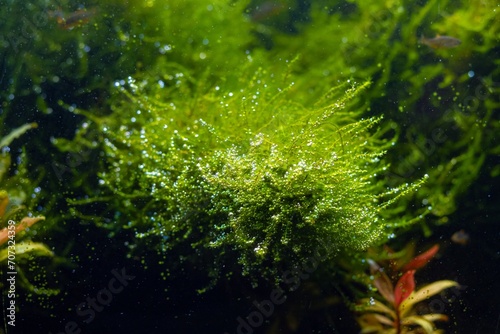 java moss oxygenate after plant trimming and water change, freshwater Amano Dutch style planted iwagumi aquascape, bright LED light vivid color, professional aquarium care, shallow dof, nature balance