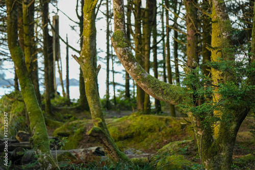 Beautiful mossy-green forest with ocean peaking through spaces between the trees. Pacific Northwest  Tofino  British Columbia  2 
