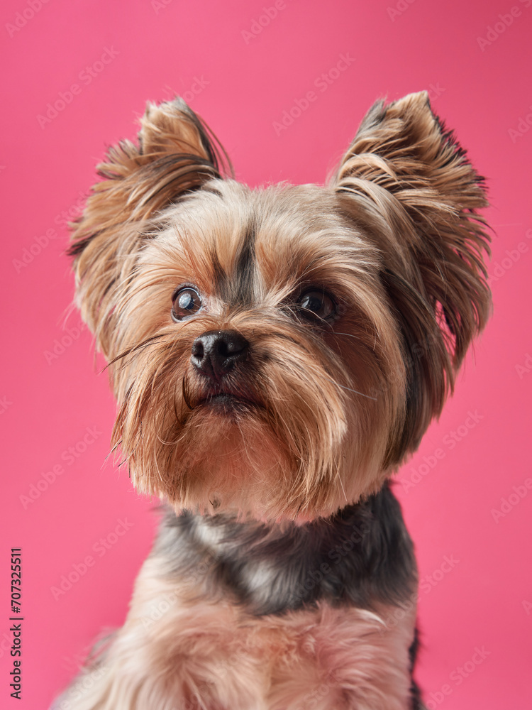 Yorkshire Terrier dog sits attentively against a vibrant pink background, its glossy coat and perky ears exuding elegance
